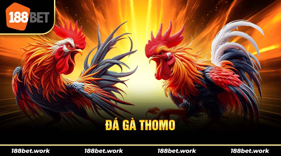 Các trận đá gà thomo tại campuchia được truyền hình trực tiếp tại sảnh 188bet live